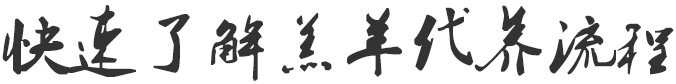 快速了解羔羊代养流程